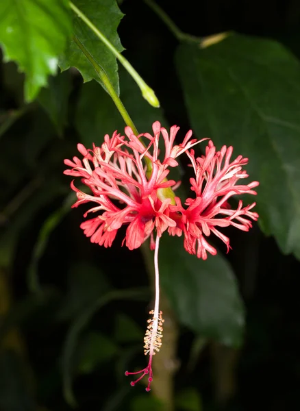 Hibiskus Afryki pająk — Zdjęcie stockowe