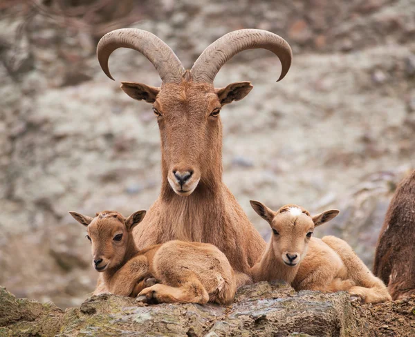 Barbary sheep with lambs — Stock Photo, Image