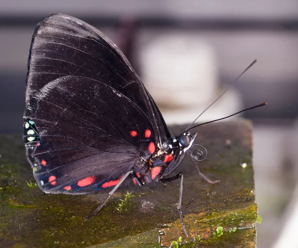 Borboleta tropical — Fotografia de Stock