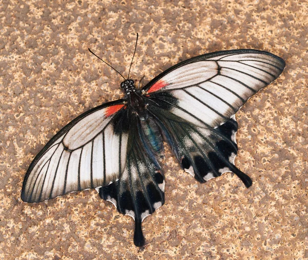 Swallowtail vlinder — Stockfoto