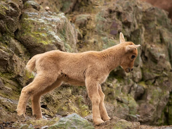 Lamb of barbary sheep — Stock Photo, Image