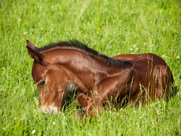 One day old foal on meadow — Stock Photo, Image