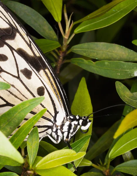 Borboleta de ninfa de madeira - Idea leuconoe — Fotografia de Stock