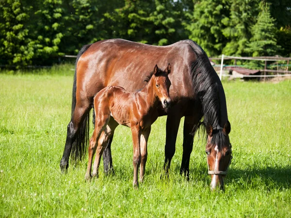 ママとベビーの馬の牧草地に — ストック写真