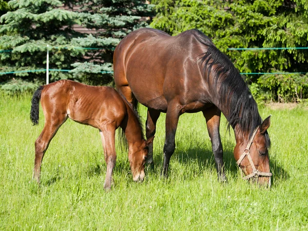 Newborn foal and mare — Stock Photo, Image
