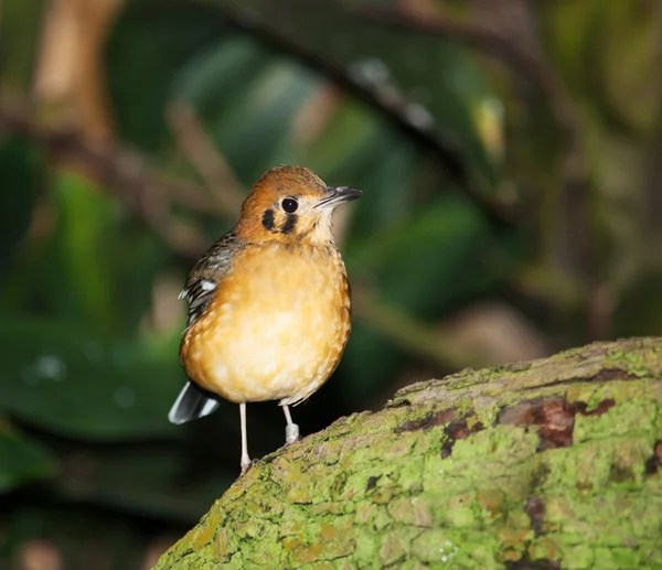 Leiothrix de bico vermelho — Fotografia de Stock