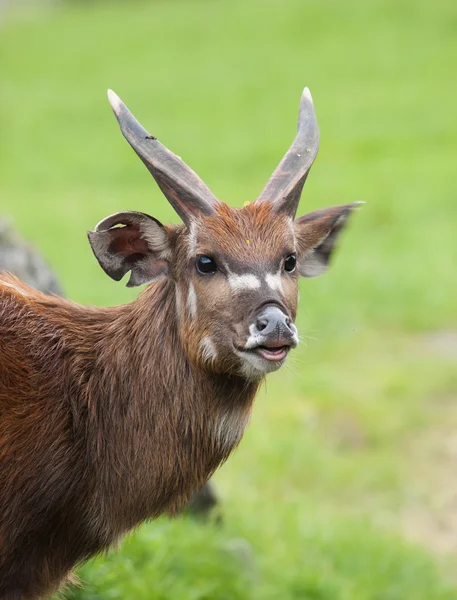 Sitatunga antelope - Tragelaphus spekii — Stock Photo, Image