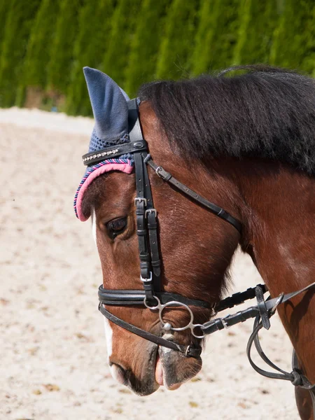 Portrait of sport pony — Stock Photo, Image