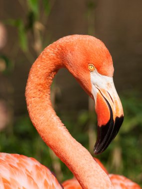 Karayip flamingp