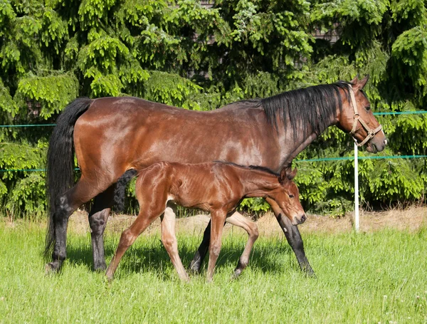 Mare with foal — Stock Photo, Image