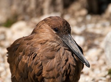 Hamerkop kuş başkanı