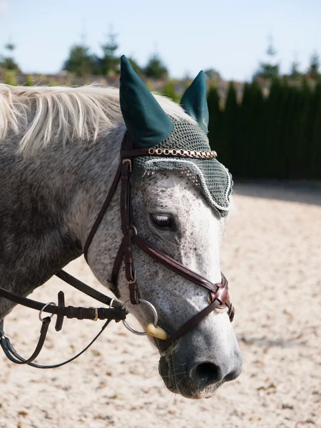 Chef för sport ponny — Stockfoto