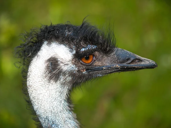 Kopf des Emu-Vogels — Stockfoto