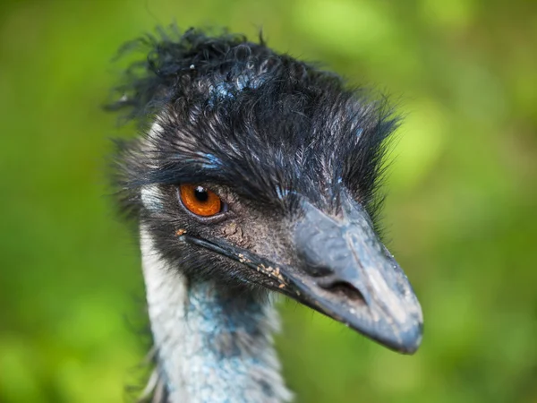 Głowy ptaka z emu — Zdjęcie stockowe