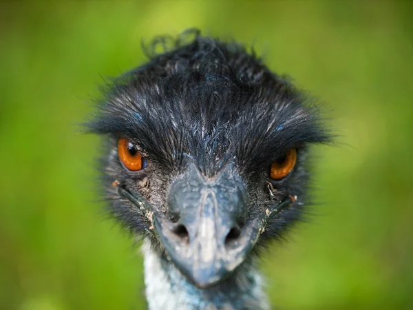 Head of emu bird — Stock Photo, Image