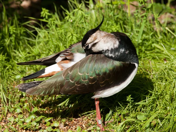 Czajka - vanellus vanellus — Zdjęcie stockowe