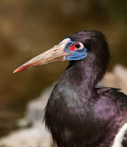 Stående od abdims stork — Stockfoto