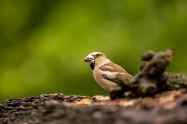 Şahin ispinozu (Coccothraustes coccothraustes) dala tünemiştir. Yaz öğleden sonra ormanda bir dala tünemiş bir ispinozun yakın çekimi. Çek Cumhuriyeti 'nden vahşi yaşam sahnesi.