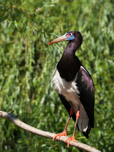 Abdims stork staying on branch — Stock Photo, Image