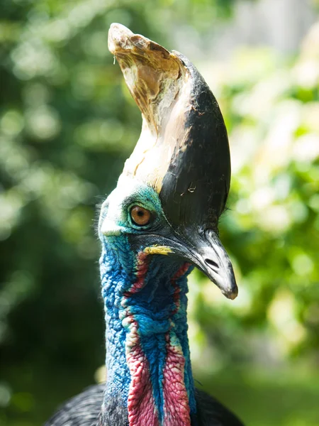 Södra cassowary - Casuarius casuarius — Stockfoto