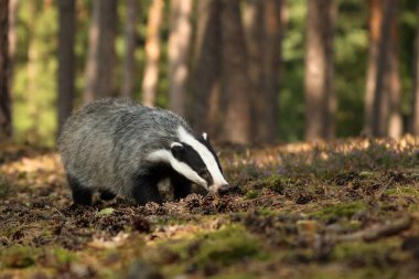Vahşi yaşam sahnesi. Vahşi Porsuk, Meles meles, çam ormanındaki hayvan. Avrupa.