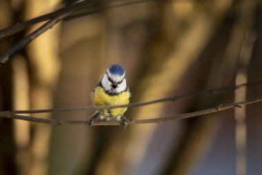 Small fluffy eurasian blue tit (Cyanistes caeruleus) sits on a bush branch in spring sunny morning, Czech republic