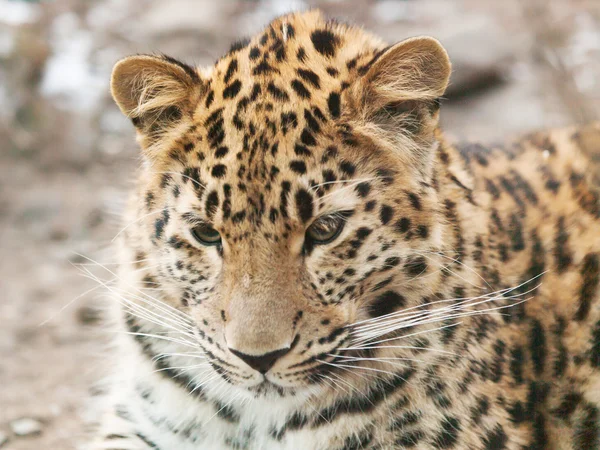 Portret van Javaanse leopad — Stockfoto