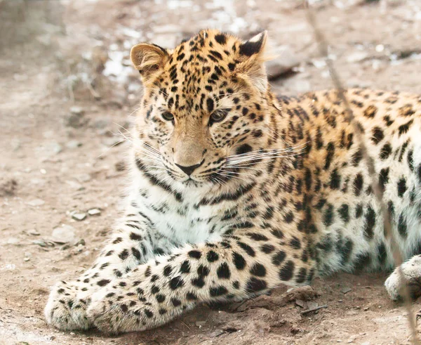 Jovem javan leopardo deitado — Fotografia de Stock