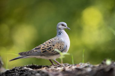 Kaplumbağa güvercin, Streptopelia turtur, doğal yaşam alanındaki kuş, yeşil arka plan, Çek cumhuriyeti. Yeşil ormandan vahşi yaşam sahnesi..