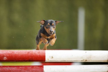 Bahar güneşli bir günde engelin üzerinden atlayan siyah ve kahverengi bir köpek. Mutlu hayvan, atlama alıştırması. Yaz aksiyon sahnesi.