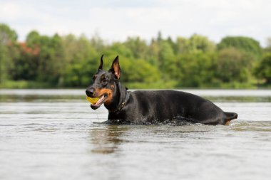 Kırmızı kahverengi Dobermann kıskacı yaz günü gölette eğleniyor. Çalışan köpek suda, Çek Cumhuriyeti 'nde pratik yapıyor