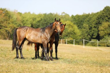 Üç tane bir yıllık spor atı tayı. Gösteriş için üreme