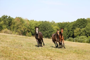 Üç aygır yaz öğleden sonra çayırda dörtnala atlamak için ürerler.