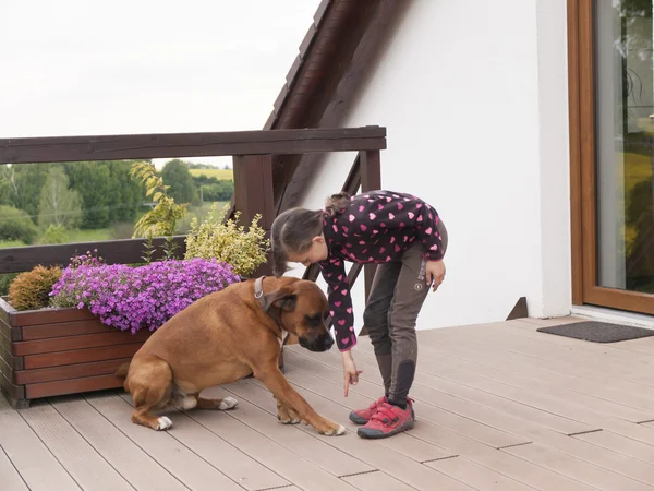 Hundebohrungen — Stockfoto