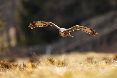 Çayırların üzerinde uçan akbaba, arka planda orman, Çek Cumhuriyeti