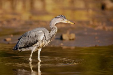 Sudaki kuş. Gri Heron, Ardea Cinerea, göletteki kuş, sonbahar doğasında günbatımında hayvan. Çek Cumhuriyeti