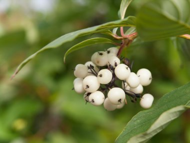 Symphoricarpos albus laevigatus - ortak snowberry