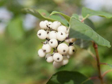 Symphoricarpos albus laevigatus - ortak snowberry