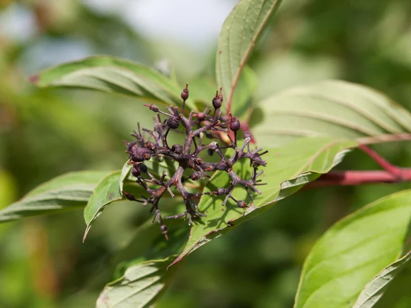 Symphoricarpos albus laevigatus - mûre commune — Photo