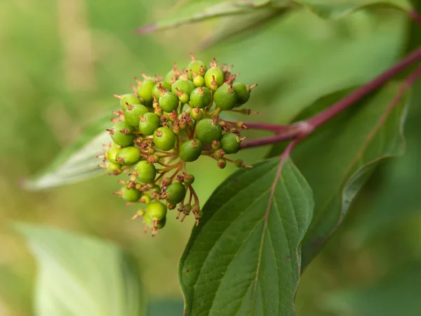 Symphoricarpos アルバス laevigatus - 一般的な snowberry — ストック写真