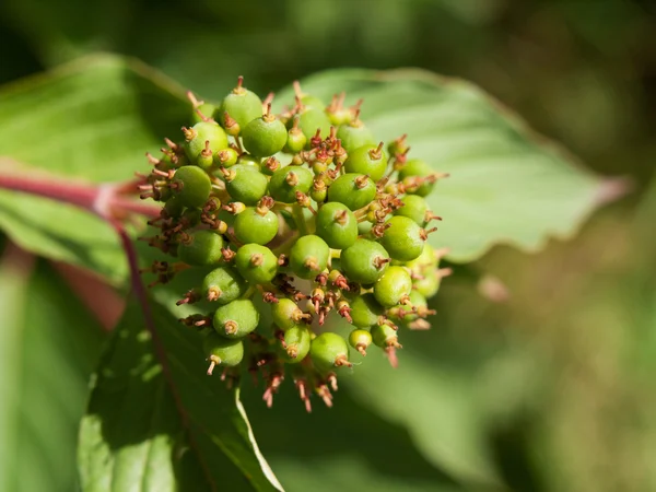 Symphoricarpos albus laevigatus - bagas de neve comuns — Fotografia de Stock