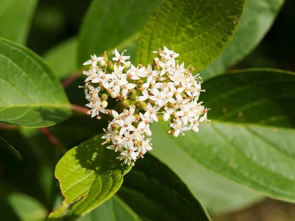 Śnieguliczka albus wschodniokarpacki - Symphoricarpos Albus — Zdjęcie stockowe