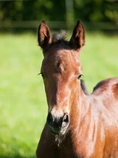 Portrait of one day old foal — Stock Photo, Image