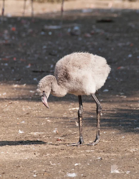 Młody flamingo Karaiby — Zdjęcie stockowe