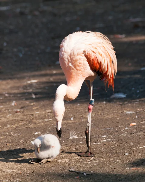 Flamingo americano com bebê — Fotografia de Stock