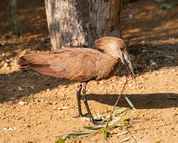 Hamerkop bereitet sich auf den Nestbau vor — Stockfoto