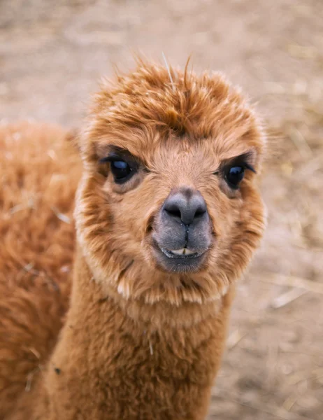 Drôle de portrait de lama — Photo