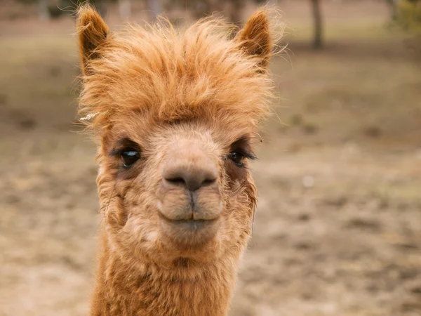 Chef de lama guanaco — Photo