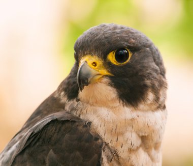 peregrine falcon portresi