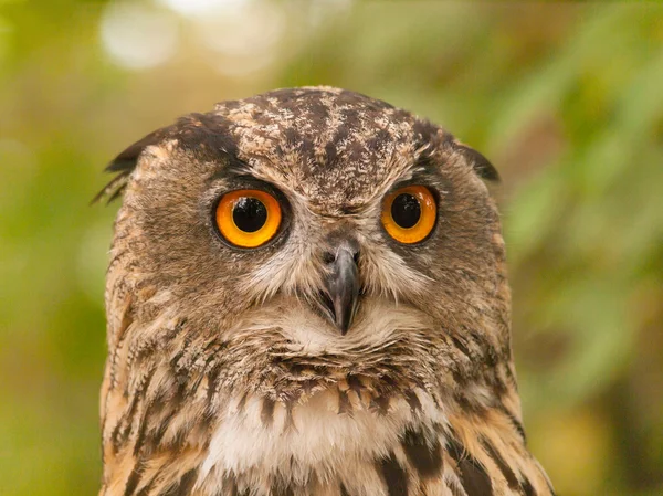 Portrait of eurasian eagle-fowl